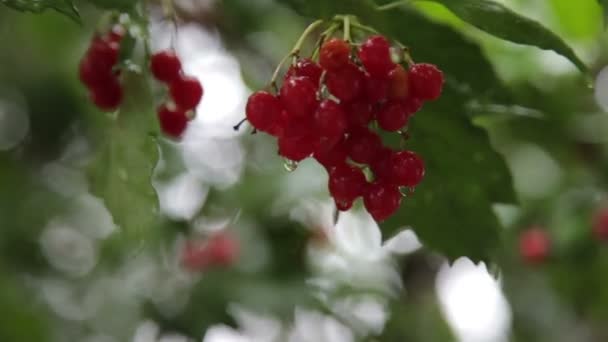 Kartopu üzerinde yağmur damlaları — Stok video