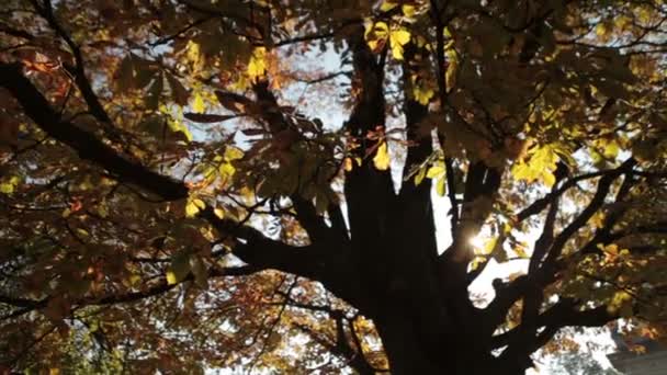 Árboles en el viento, temporada de otoño . — Vídeos de Stock