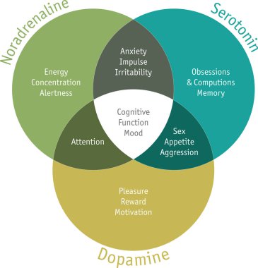 İnsan vücudundaki en yaygın hormonların işlevleri.