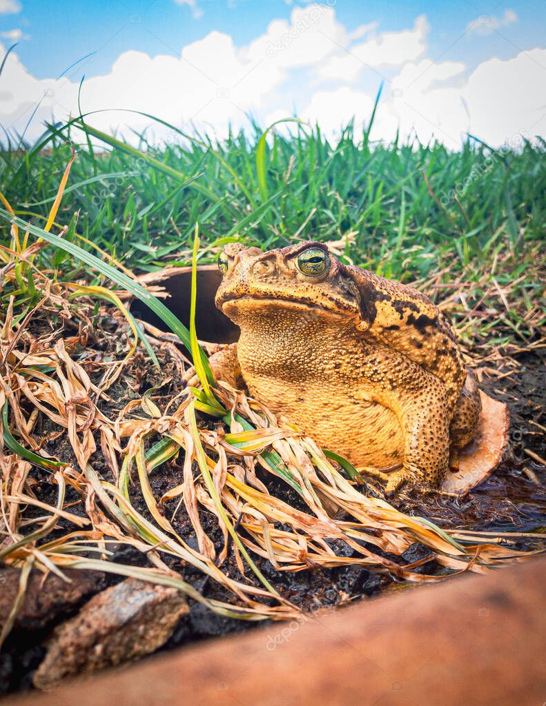 Sapo-cururu, sapo de caña o rhinella marina, rana grande de Brasil