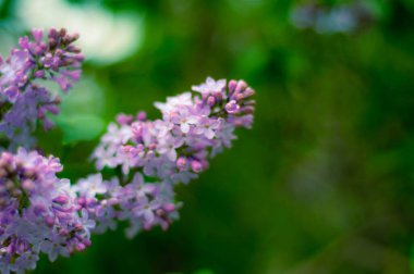 Çiçeklerin soyut arkaplanı