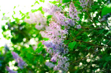 Çiçeklerin soyut arkaplanı