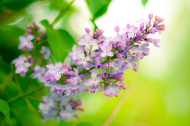 Çiçeklerin soyut arkaplanı