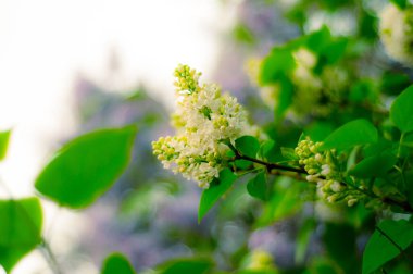 Çiçeklerin soyut arkaplanı