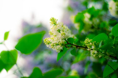 Çiçeklerin soyut arkaplanı