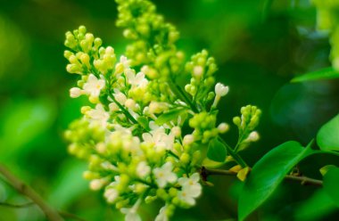 Çiçeklerin soyut arkaplanı