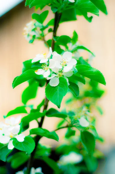 Çiçeklerin soyut arkaplanı