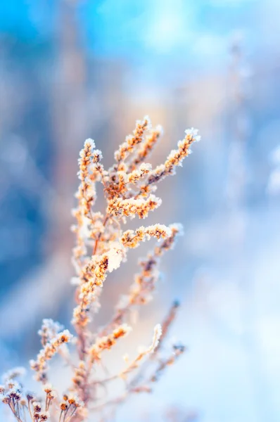 冬雪结冰的枝条 — 图库照片