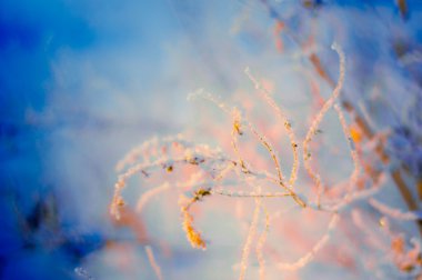 Kışın karlı soğuk ve soyut bir dal