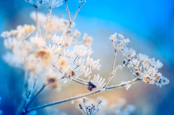 겨울에 눈과 함께 얼어붙은 가지 — 스톡 사진