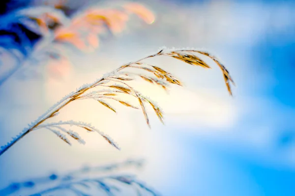 Rama helada con nieve en invierno —  Fotos de Stock