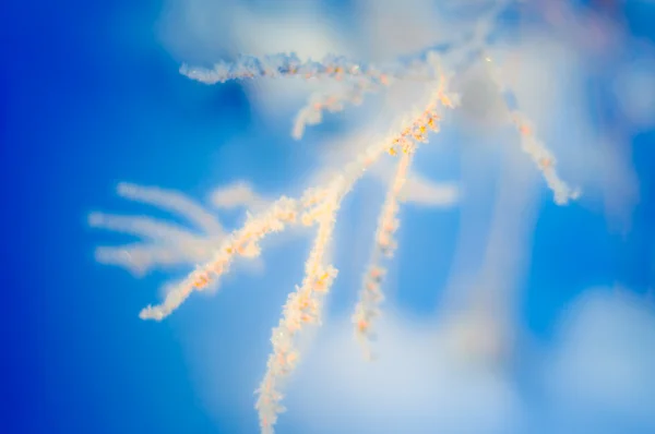 Kışın karlı soğuk ve soyut bir dal