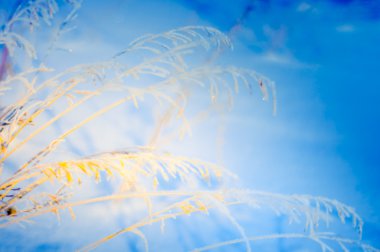 Kışın karlı soğuk ve soyut bir dal