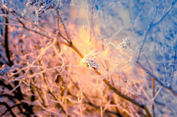 Kışın karlı soğuk ve soyut bir dal