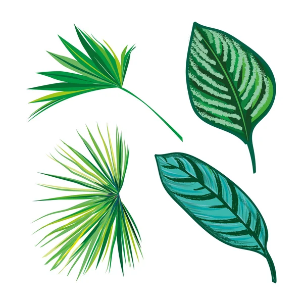 Tropical Leaves Collection, vector aislado. Conjunto — Vector de stock