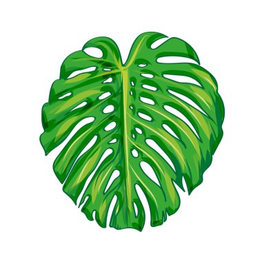 Tropikal bırak monstera. vektör izole.