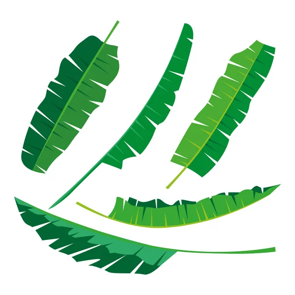 Tropical banana Leaves Collection, vector aislado. Conjunto — Vector de stock
