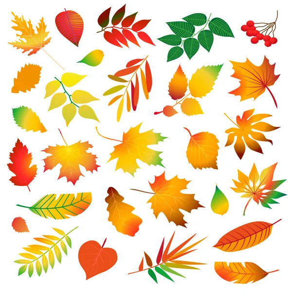 Gyönyörű, színes, őszi levelek gyűjteménye. Elszigetelt fehér háttér a tervezési elemek. Vektoros illusztráció. — Stock Vector