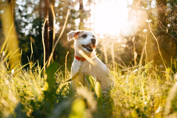 Sevimli küçük köpek Jack Russell Terrier dışarıda yeşil çimlerde oturuyor..