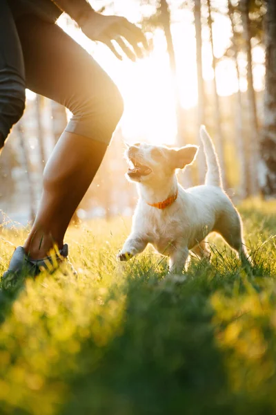 Köpek çifti Jack Russell yeşil çimlerde koşar.