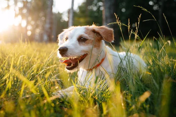 Jack Russell köpeği evin arka bahçesinde dinleniyor..