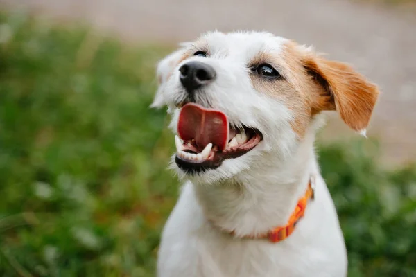 Mutlu köpek Jack Russell parkta yürüyor.