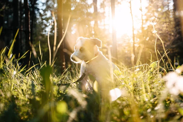 犬の品種ジャック・ラッセルは夕日の緑の芝生の上に座っています. — ストック写真