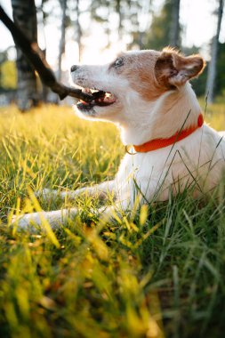 Küçük bir köpek çimenlerde yatarken tahta bir sopa kemirir..