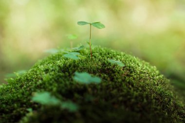Yeşil yosunların üzerinde yoncalara yakın çekim