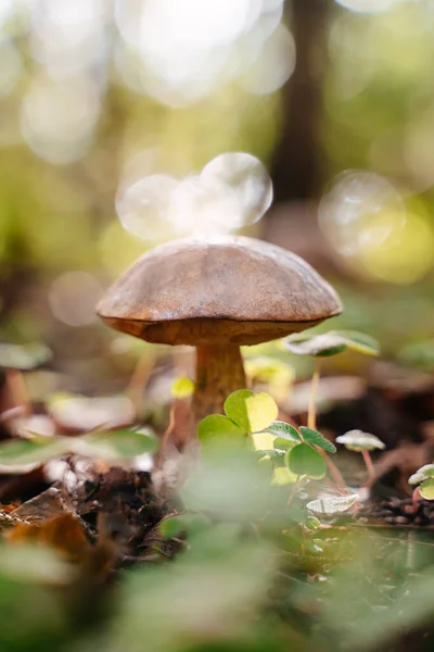 Zbliżenie jadalnej grzybowej czapki w lesie — Zdjęcie stockowe