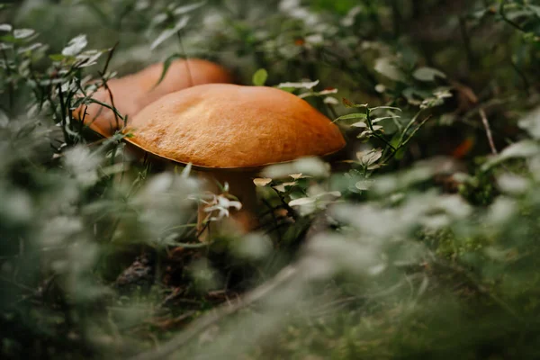 Duże grzyby jadalne w trawie w lesie — Zdjęcie stockowe