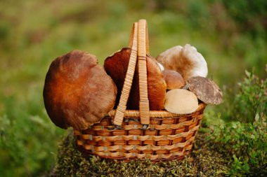 Yaban mantarlı hasır sepet