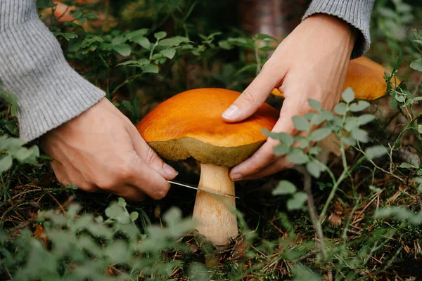 Collecting mushrooms in the woods — Stock Photo, Image