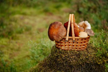Ormanda yenilebilir mantar topladım.