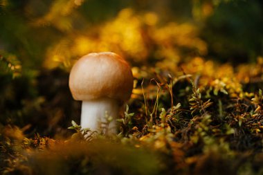 Ormandaki küçük sarı mantar