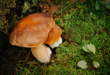 Ormanda mantar borovik.