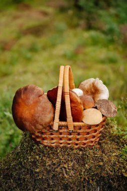 Hasır sepette yabani mantarlar