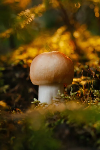 Kleine gele paddenstoel die groeit uit vruchtbare grond op de bosbodem — Stockfoto