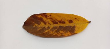 Beyaz arka planda kurumuş yeşil yaprak