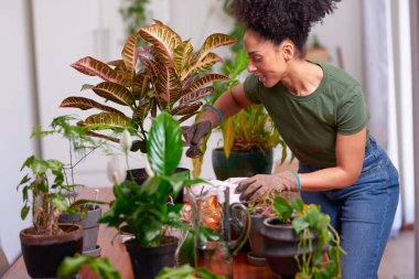 Gülümseyen bir kadın, kapalı bir masadaki saksı bitkilerine bakar. Eldiven giyer, yeşillik yetiştirir, sükuneti yakalar, evde bahçeyle ilgilenir ve sıcak, hobi dolu bir an olarak bitkilerle ilgilenir..