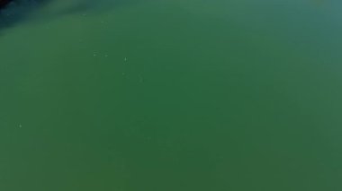 Sakin yeşil su yüzeyinde kabarcıklar yükseliyor. Yüzeye doğru hareket eden oksijen ile hala sıvı zemin hipnotik bir etki yaratıyor.