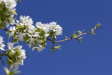 Beyaz elma çiçeği