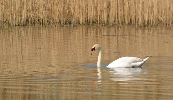 Mute Swan and reed Beds. — Stock Photo, Image