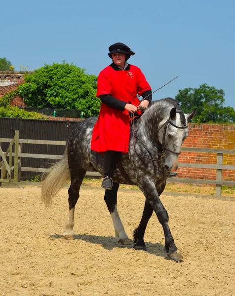 Cavalo cinza maçã sendo exercitado, cavaleiro vestindo traje elizabetano . — Fotografia de Stock