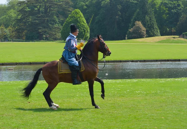 Cavalo marrom sendo montado por homem vestindo trajes elizabetanos com espada . — Fotografia de Stock