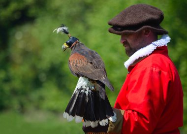 Kırmızı Elizabeth kostüm giyen bir adam eldiven üzerinde kukuletalı Harris Hawk.