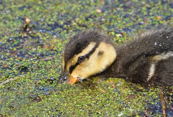 Gros Plan Canard Nourrissant Mauvaises Herbes — Photo