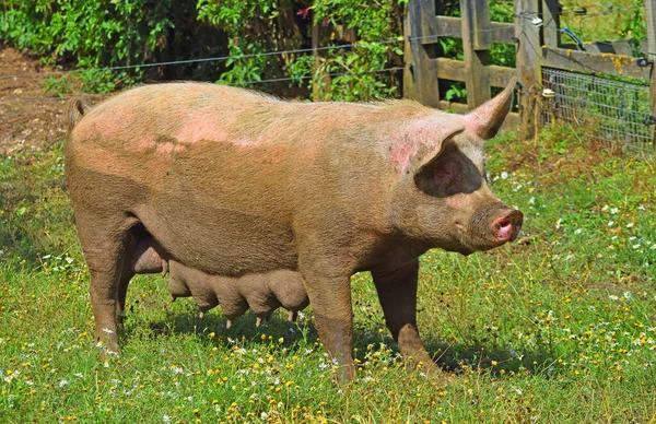 Maiale Fangoso Femmina Piedi Sull Erba — Foto Stock