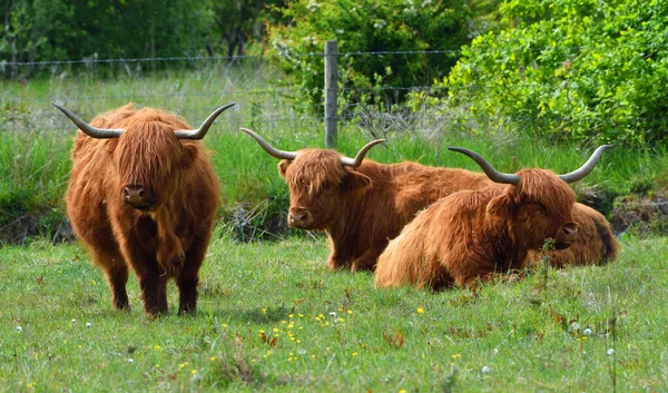 Scottish Highland Cattle  Busch Gardens Williamsburg