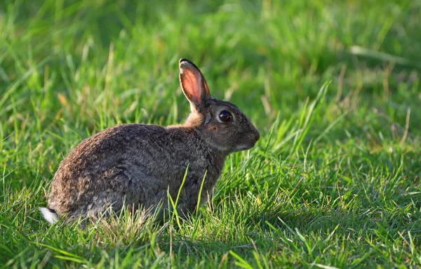Genç Tavşan Çayırda Oturuyor — Stok fotoğraf